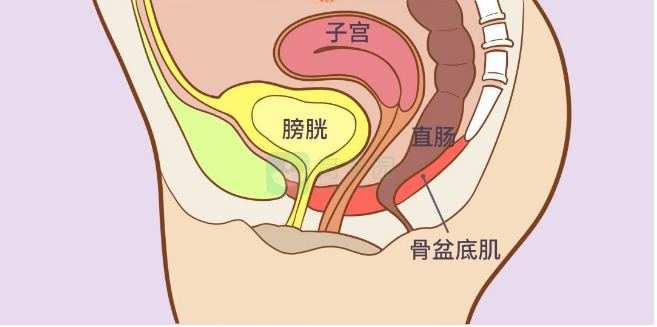 膀胱位置子宫图片